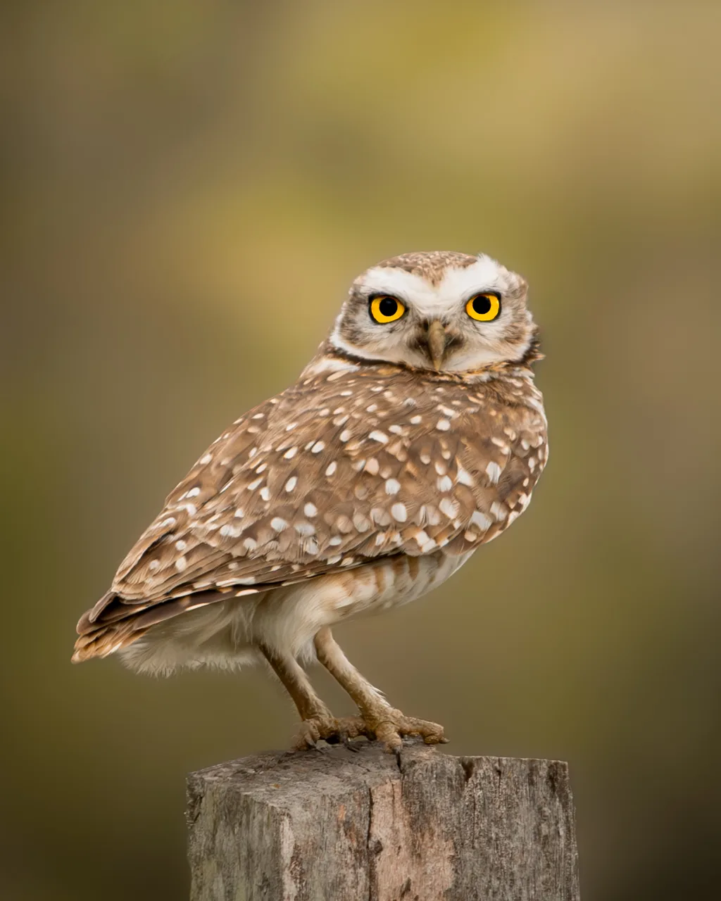Burrowing Owl