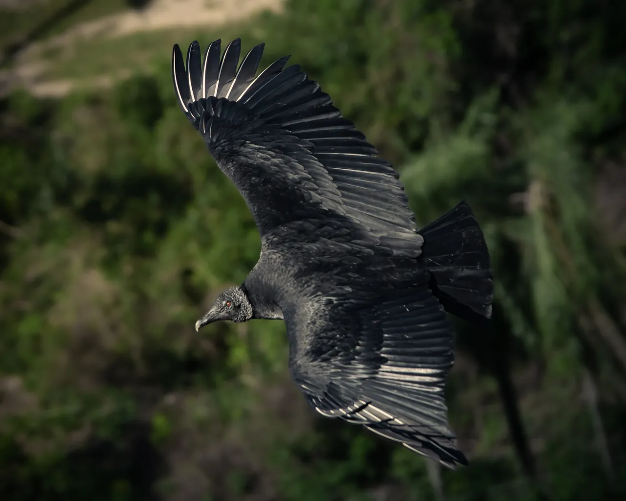 Black Vulture