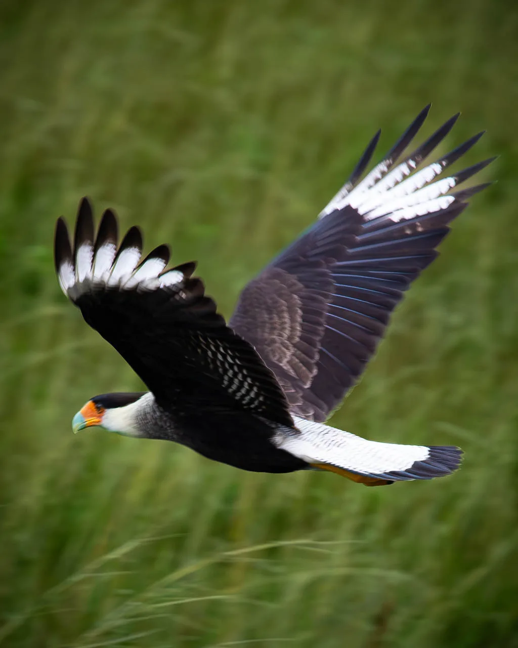 Crested Caracara