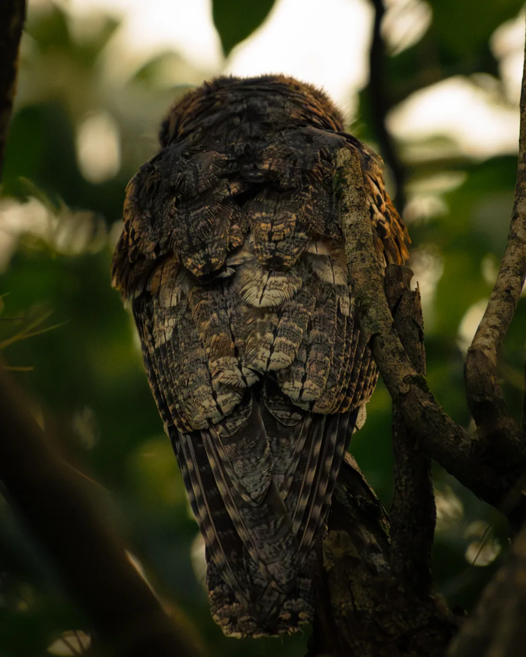 Common Potoo