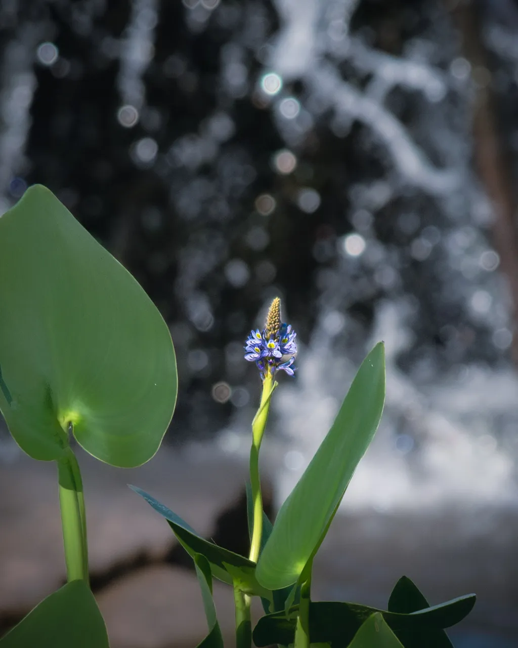 Pickerelweed Flower